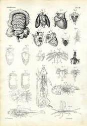 血液システム、1863-79